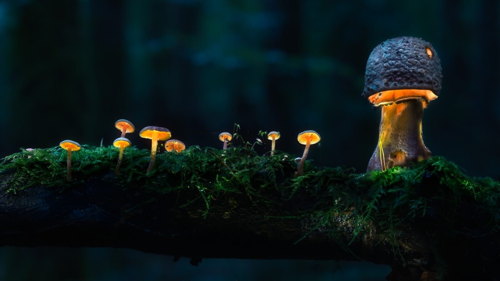 Mushroom Wallpaper Tips and Advice for Designers - DIY DIVA PRO