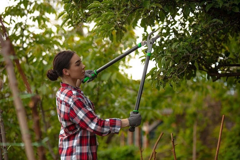 Tree Trimming this Fall: Do I Need It?