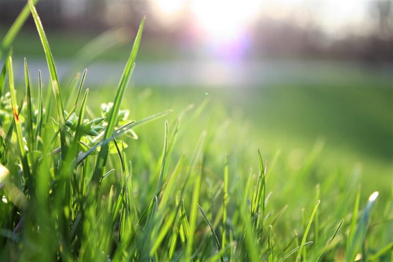 lawn fertilizer