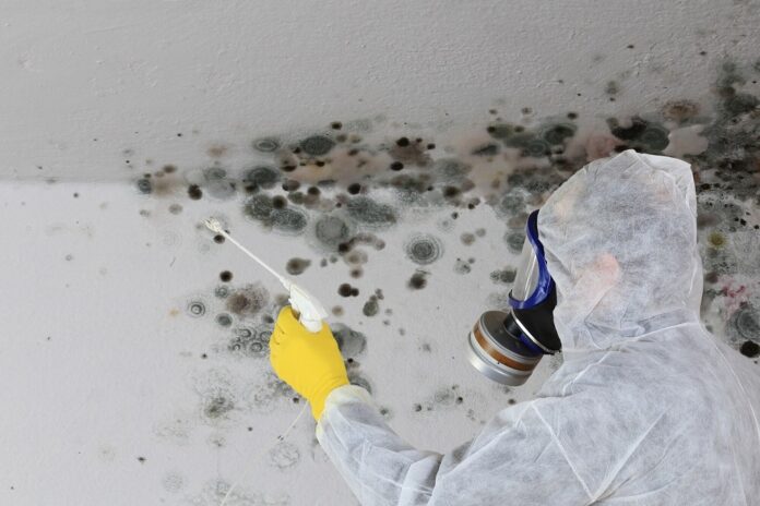mold remediation services