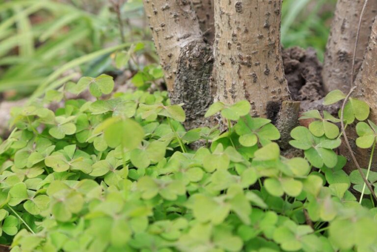 Tree Diseases