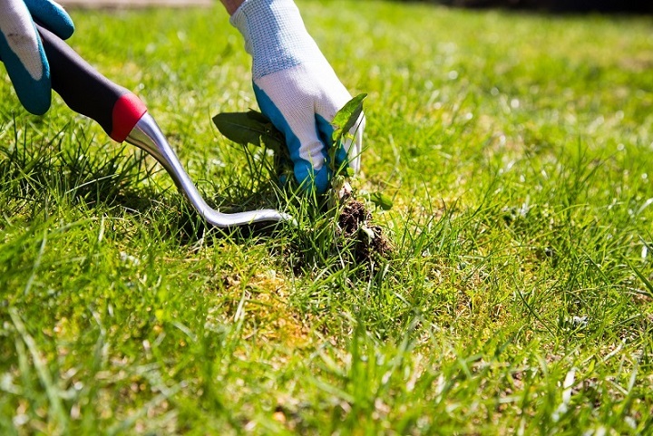 weeds in yard
