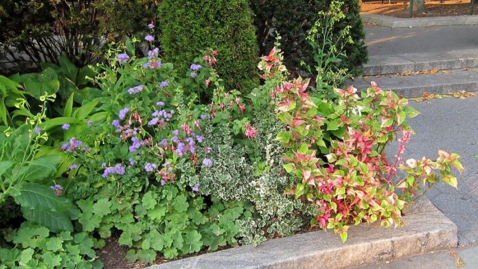 alternanthera party time