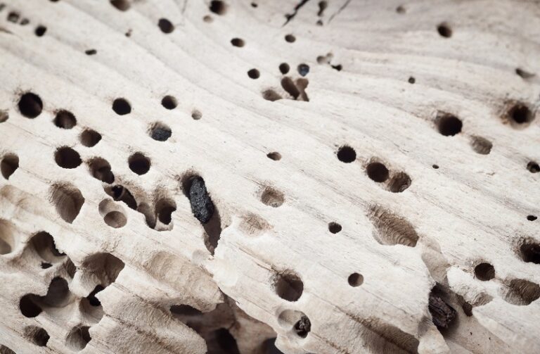 5 Signs of Termites to Look Out For