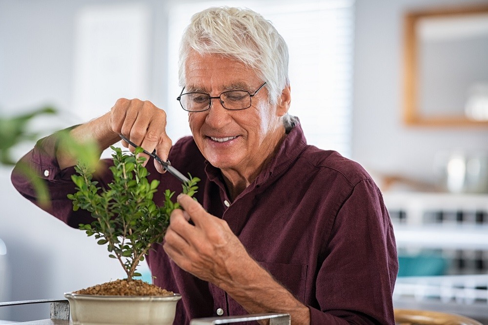 Understanding the Basic Principles of Bonsai Tree Care