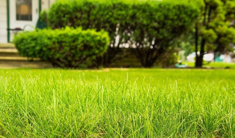 lawn care service