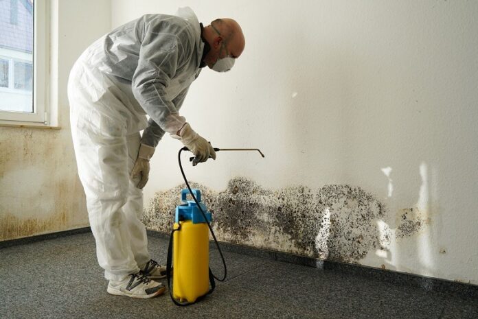 mold remediation company
