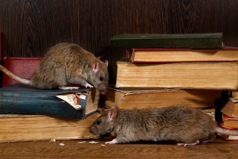 signs of rodent infestation