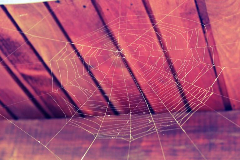 how to prevent cobwebs