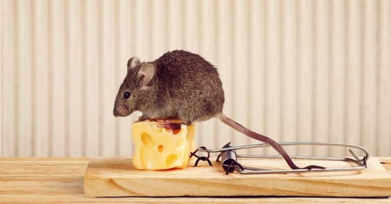 rodent infestation