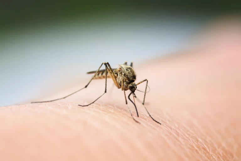 mosquito infestation