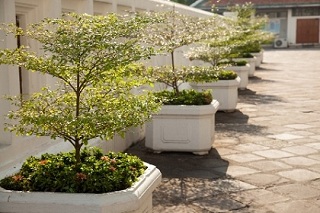 Small Garden Trees