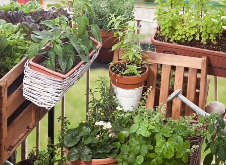 Balcony Gardening