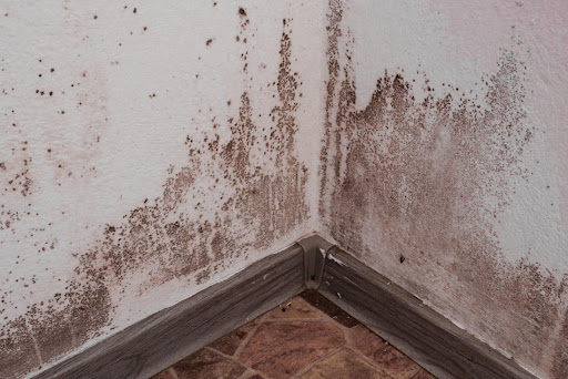 Basement Mold Types
