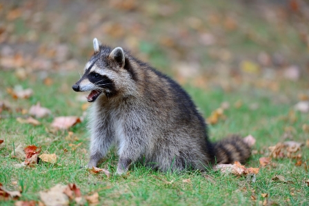 Safely Remove Raccoons From Your Home