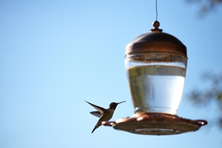 Best Bird Lamps You Can Buy from Las Sola