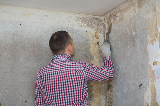 Free Mold Inspection